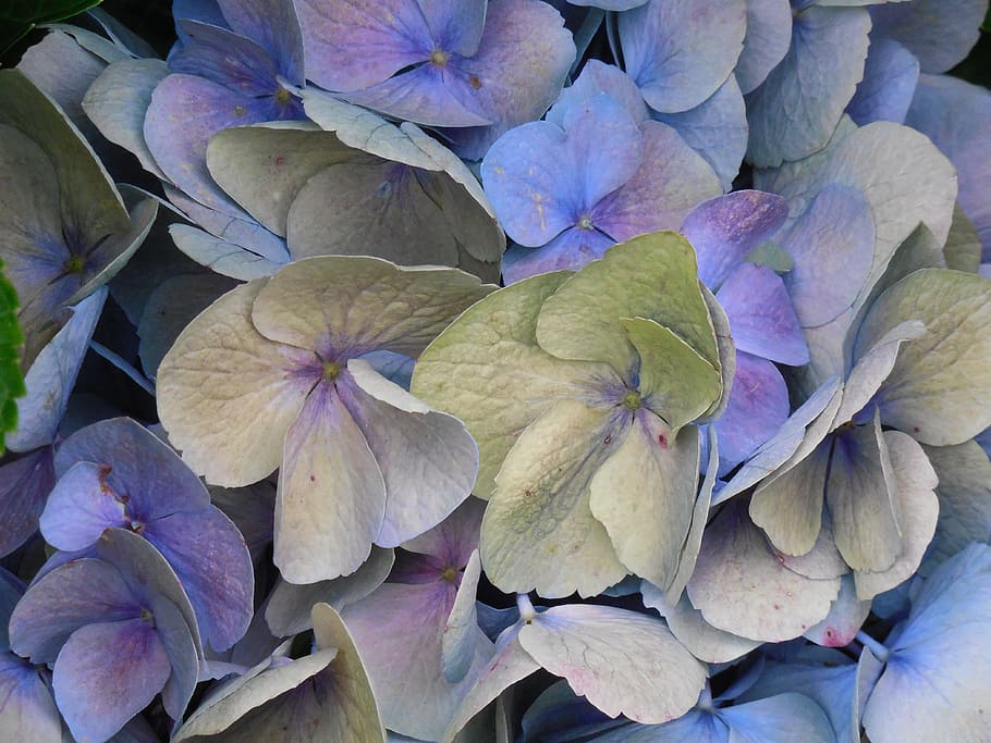 pink and green floral decor, bloom, hydrangea, flower, blossom HD wallpaper