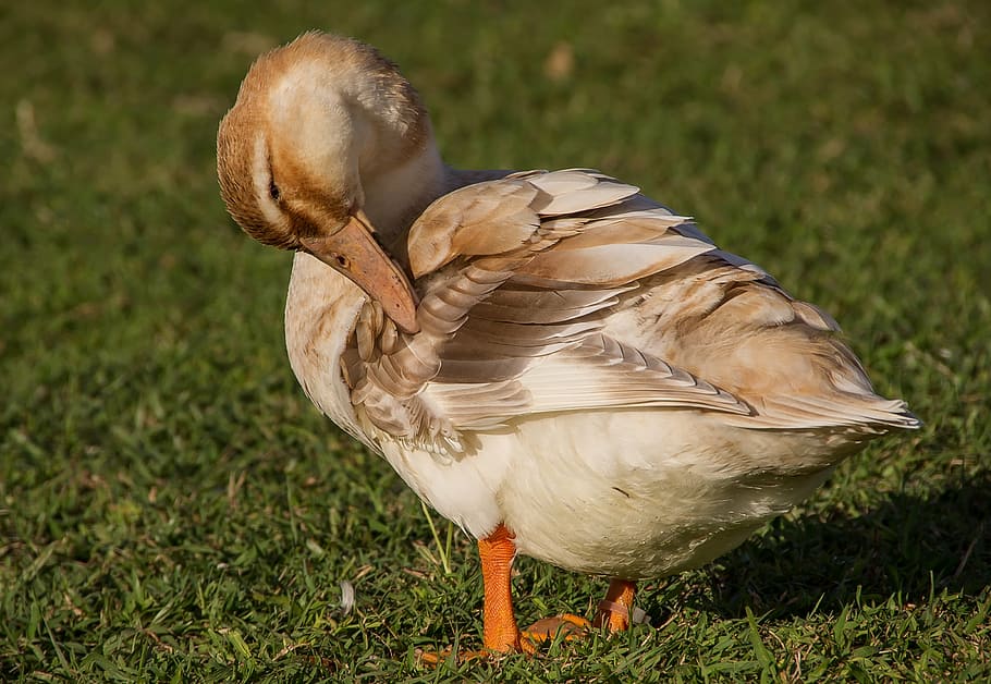 duck, preening, feathers, bird, beak, brown, cream, female HD wallpaper