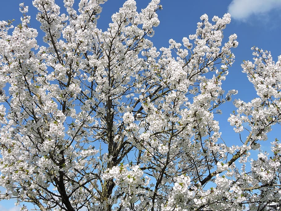 Деревья москвы весной названия