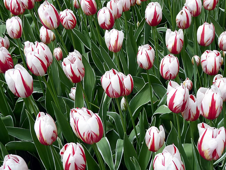 tulip, white, red, spring, lily, keukenhof, flower, garden HD wallpaper