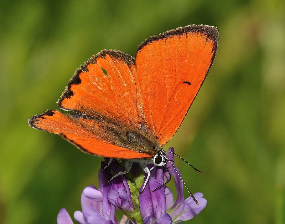 insects, butterflies, lycaena, flower, animal wildlife, invertebrate HD wallpaper