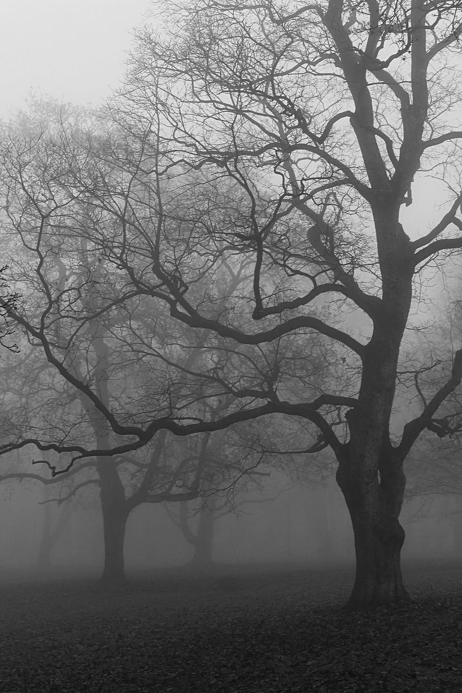autumn, fog, trees, plant, tranquility, bare tree, nature, trunk HD wallpaper