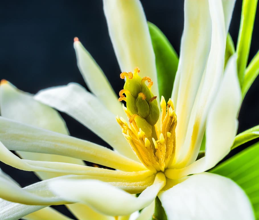 Michelia Champaca, Blossom, bloom, white, yellow, branch, leaves, HD wallpaper