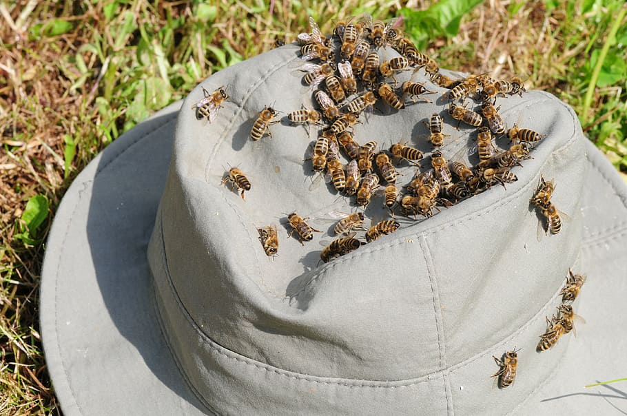 bees, insect, close, honey bees, apis, bee in the approach HD wallpaper