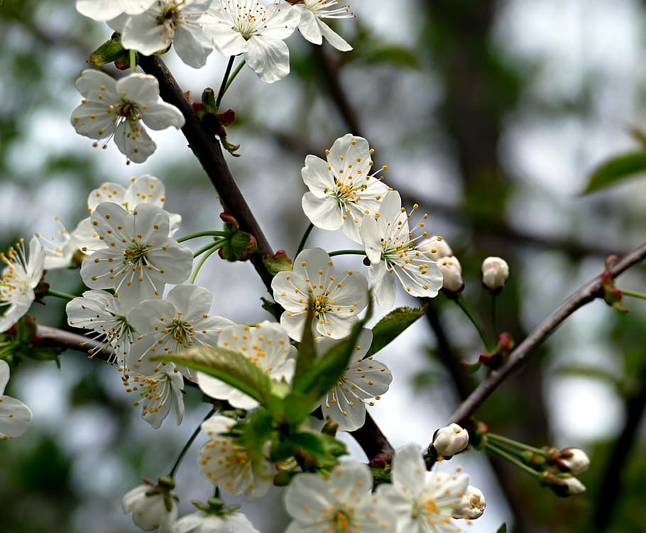 flower, blooming, blooming tree, spring, flowering, spring flower HD wallpaper