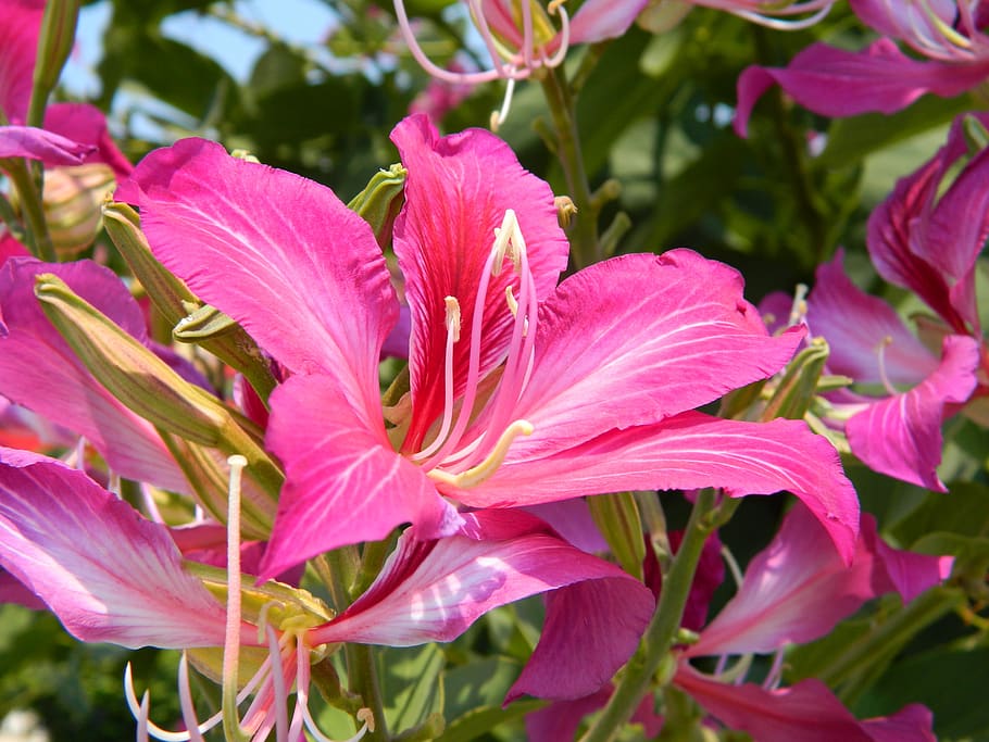 flower, plant, flowering plant, petal, growth, fragility, vulnerability HD wallpaper