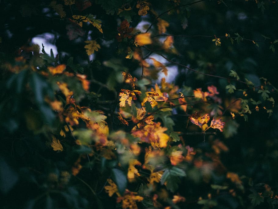 brown and green leaf tree photo, yellow leaves, foliage, leaf colour change HD wallpaper
