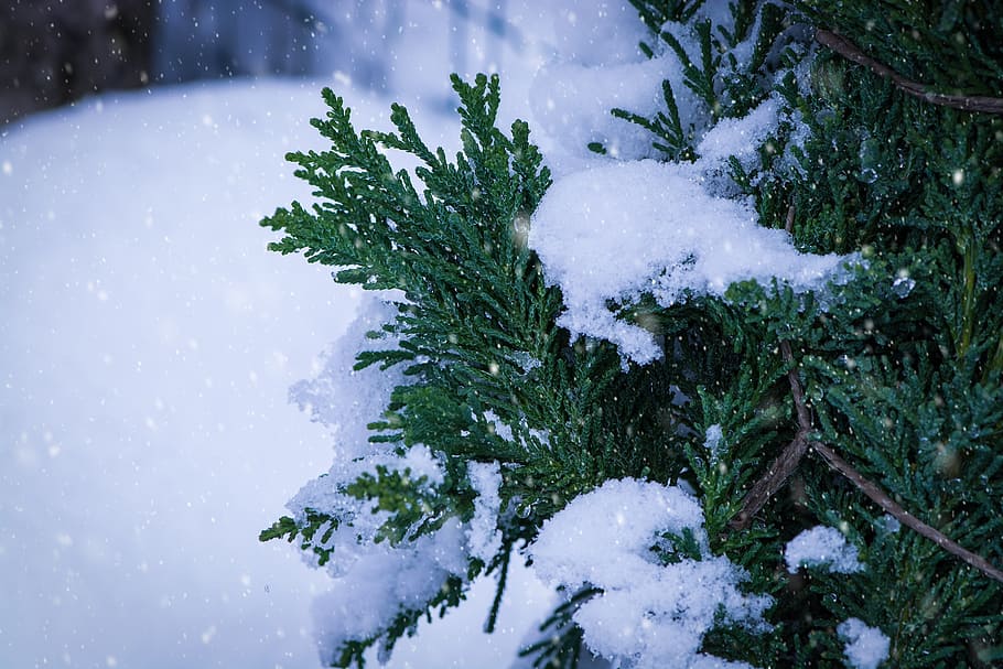 winter, snow, snowy, tree, tree of life, garden, nature, evergreen plant HD wallpaper
