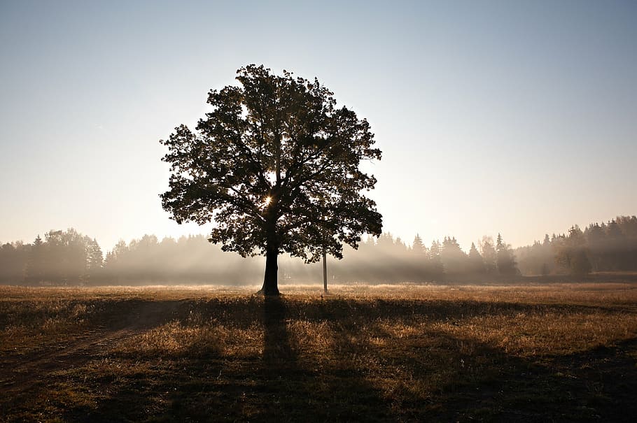 silhouette tree on dried grass during daytime, view, green HD wallpaper
