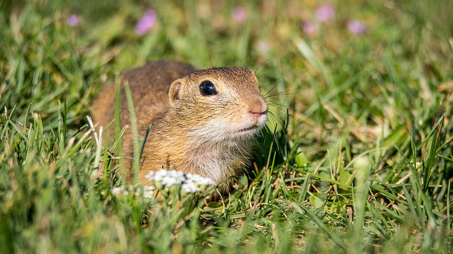 gopher, gopher general, spermophilus citellus, grass, rodent HD wallpaper