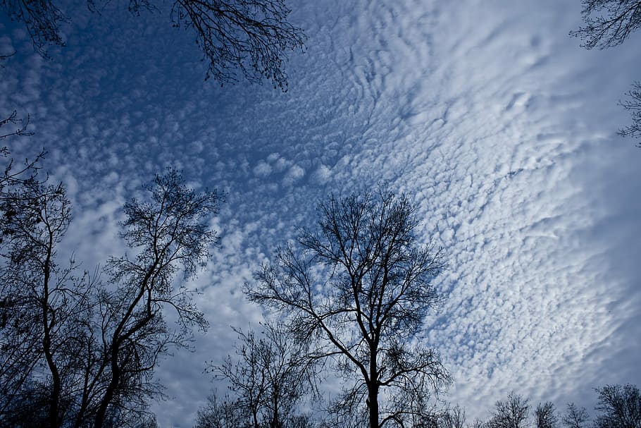 Tree, Branch, Cloud, Leaves, Sky, silhouette, nature, green HD wallpaper