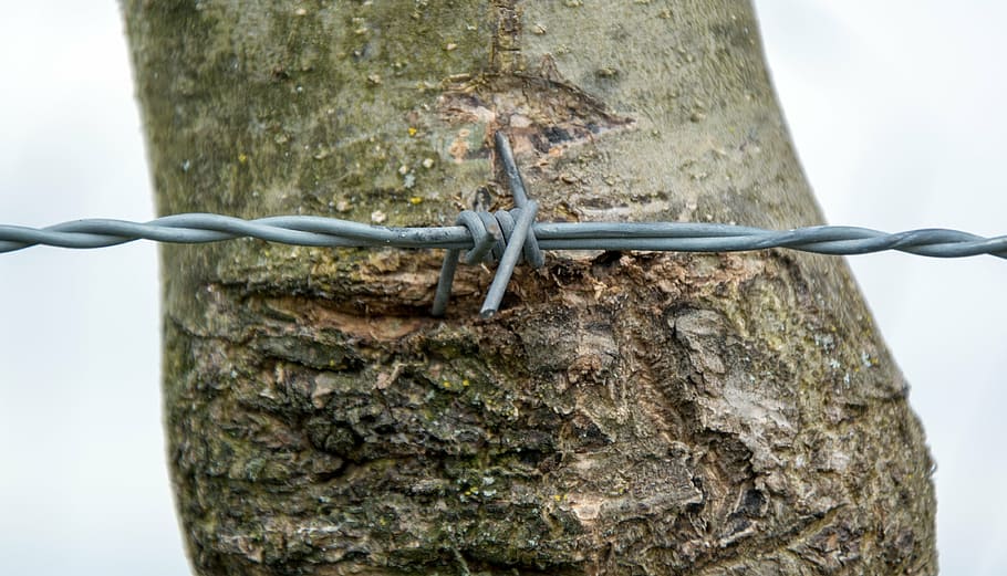 barbed wire, rotated, close, wiring, tree, bark, tree bark HD wallpaper