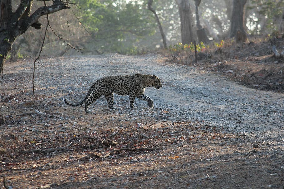 india, leopard, prowl, jungle, safari, wildlife, nature, south HD wallpaper