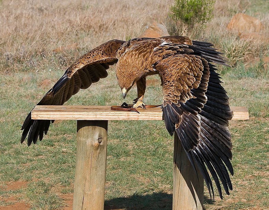brown and black bird on table, raptor, predator, yellow-billed kite