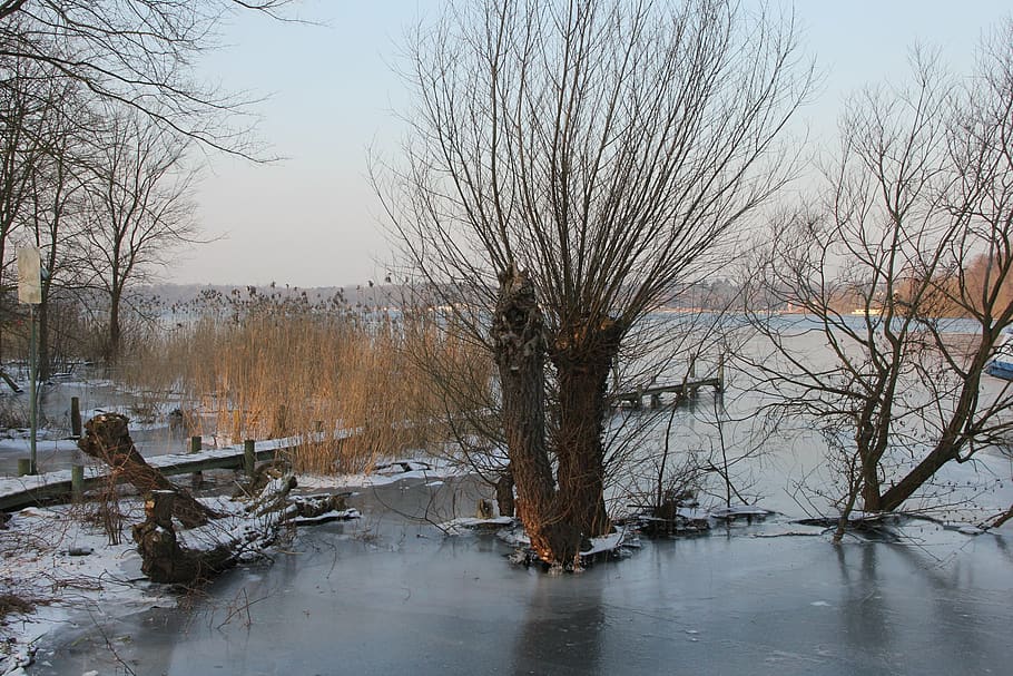 winter, ice, trees, havel, cold temperature, bare tree, snow HD wallpaper
