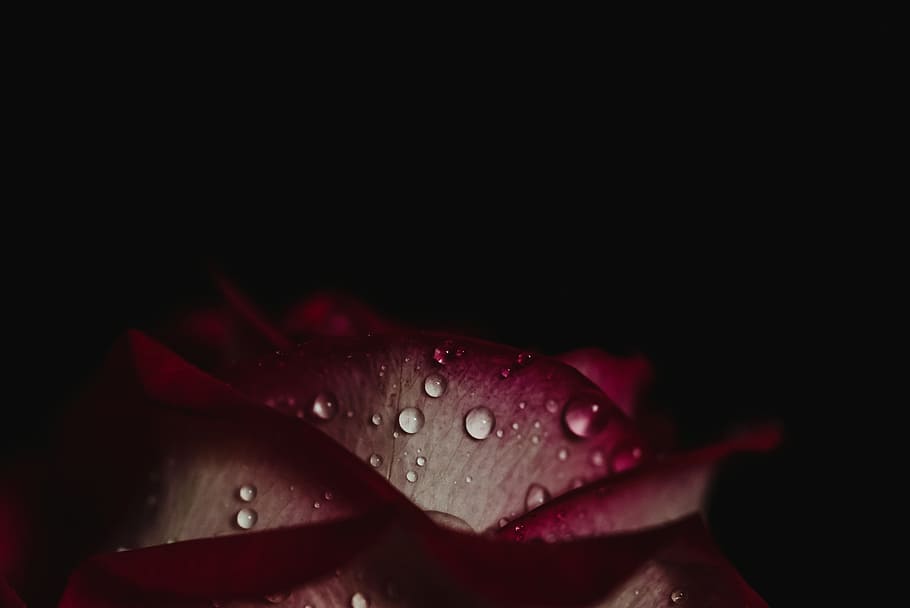 plants, flower, rose, stem, petals, decor, dark, lavender, water HD wallpaper