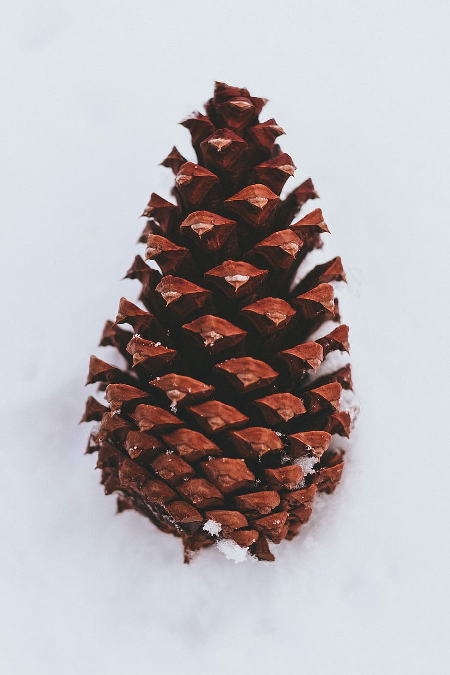 closeup photography of brown pine cone on snow, brown pine cone HD wallpaper