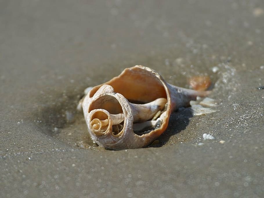 shell, seashell, beach, old, remains, sand, animals, fauna HD wallpaper