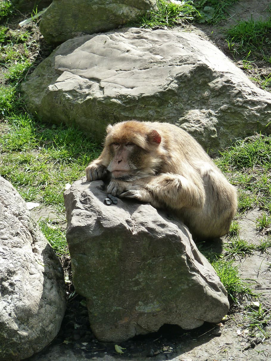 monkey, stone, zoo, animal wildlife, animals in the wild, animal themes HD wallpaper