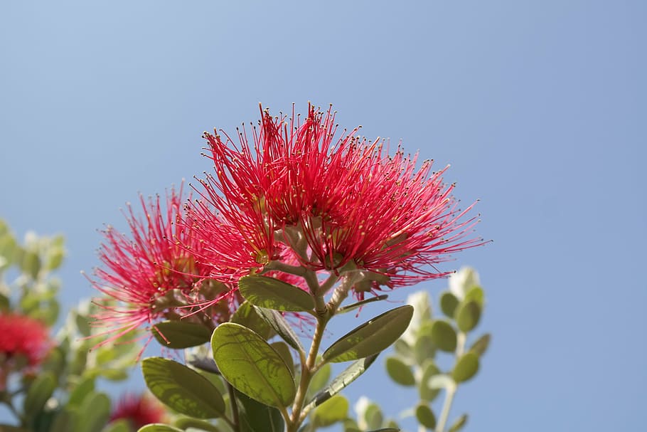 pink powder puff flower at daytime, blossom, bloom, red, flowers HD wallpaper