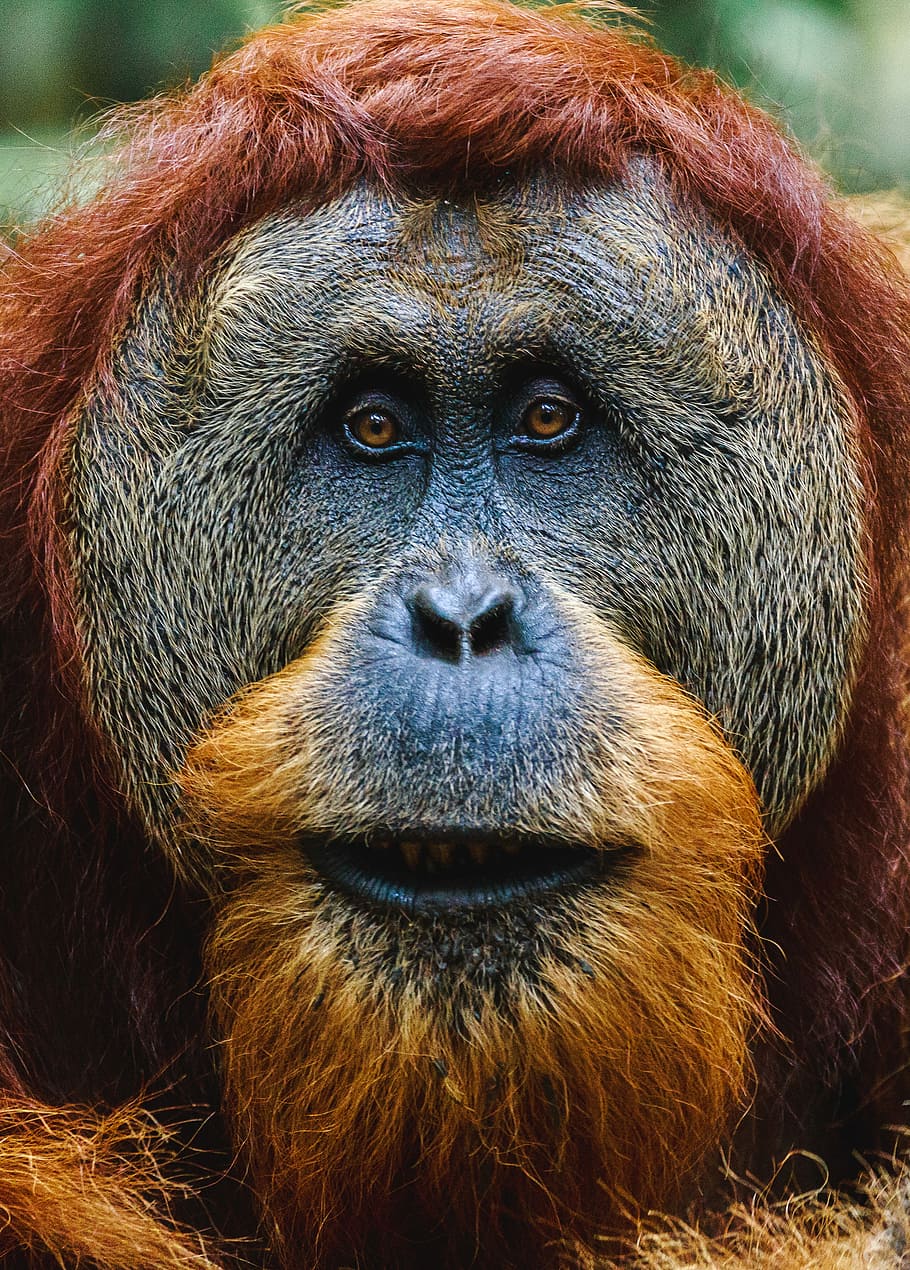 Orangutan monkey 640x1136 iPhone 55S5CSE wallpaper background  picture image