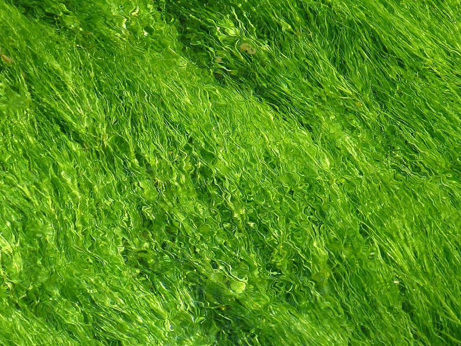 green, background, texture, structure, light green, water, aquatic plant HD wallpaper