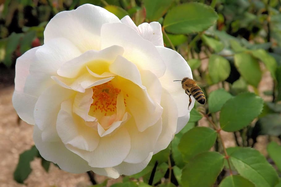 Blossom, Bloom, White Rose, rose bloom, insect, bee, approach HD wallpaper