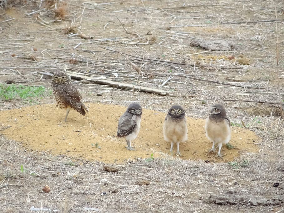 owl, bird chick, animal themes, group of animals, vertebrate HD wallpaper