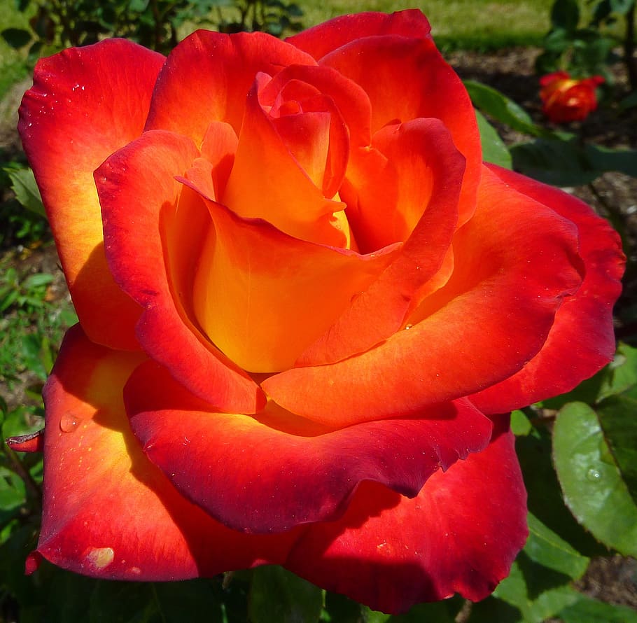 close-up photo of red rose at daytime, flower, bloom, macro HD wallpaper
