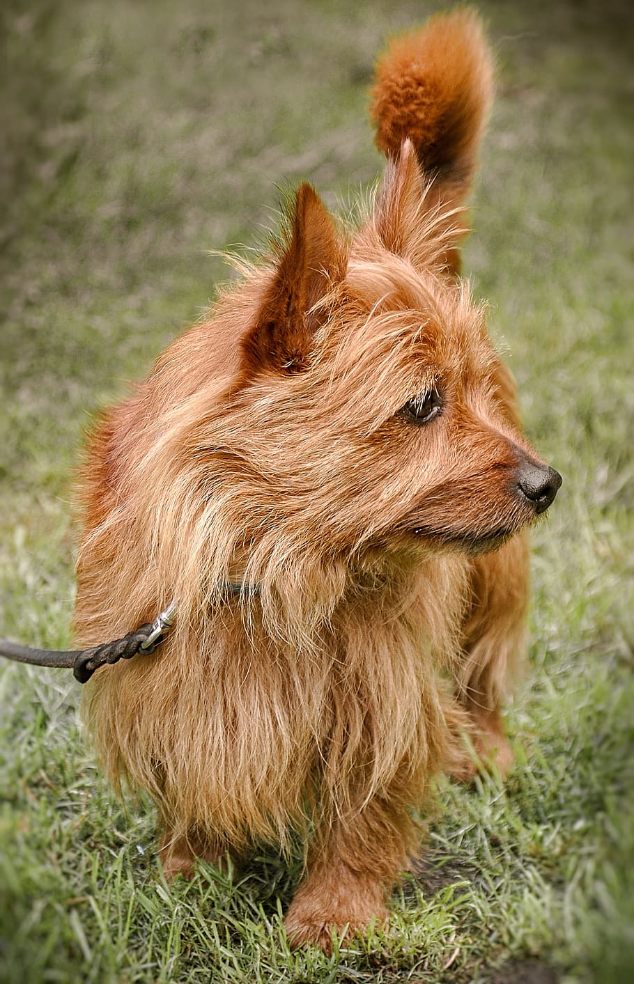 cairn terrier, dog, hundeportrait, awakened, attention, cute, HD wallpaper