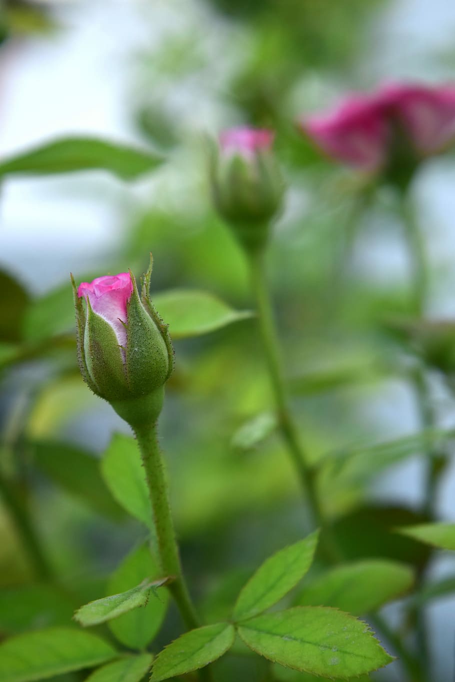 rose, buds, foliage, nature, plant, beauty in nature, flower HD wallpaper