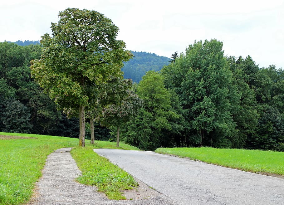 road, avenue, trees, away, asphalt, nature, forest, plant, green color HD wallpaper