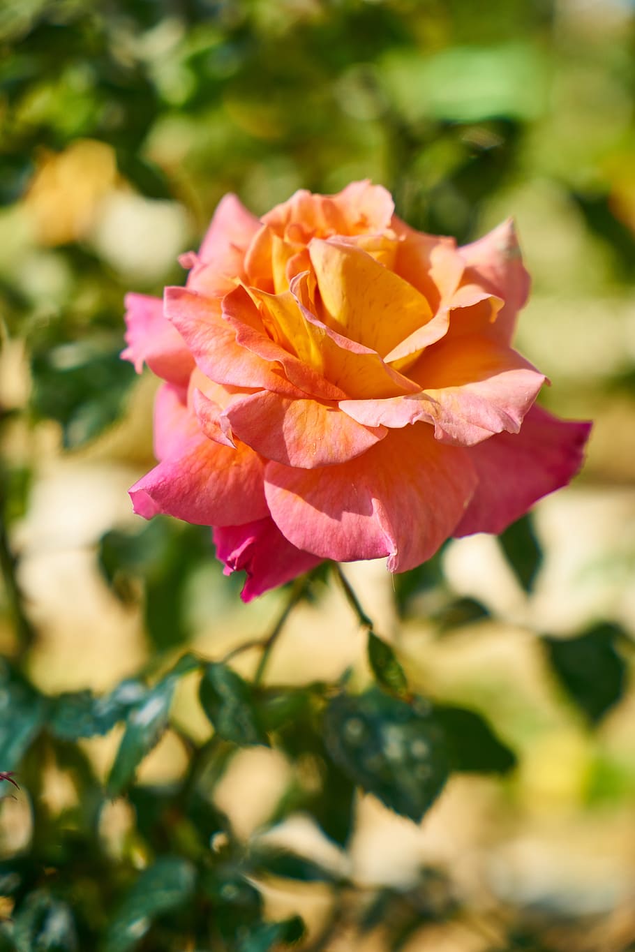 rose, flower, macro, nature, plant, garden, flower picture HD wallpaper