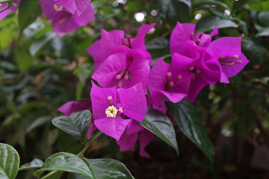 bougainvillea, thorny ornamental vines, bushes, trees, flower-like spring leaves, HD wallpaper