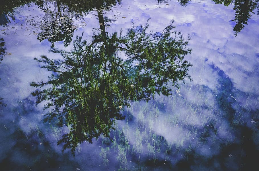 green leafed tree reflects on body of water, green leafed trees under purple and black skies during rain painting HD wallpaper