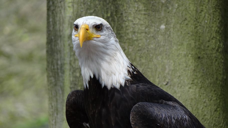 Bald Eagles, Usa, Raptor, Forest, heraldic animal, bird of prey HD wallpaper