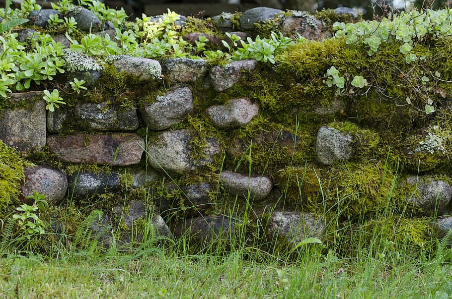 green grass near rock wall, stone, moss, garden, lawn, plant HD wallpaper