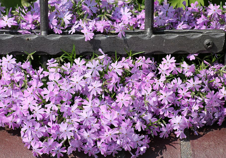 violet flowers, spring, spring flowers, blooming, nature, plant HD wallpaper
