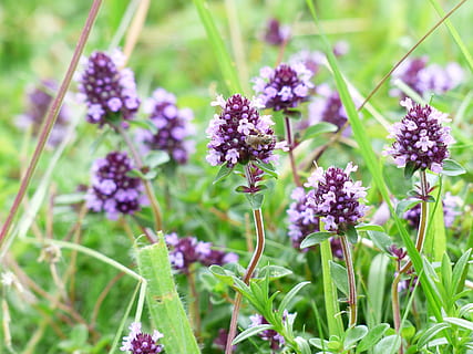 purple flowers, Thyme, Blossom, Bloom, Violet, wild plant, broadleaf thyme HD wallpaper