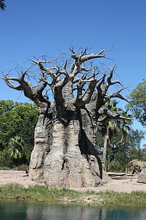 baobab, tree, sky, landscape, branch, nature, autumn, trees HD wallpaper