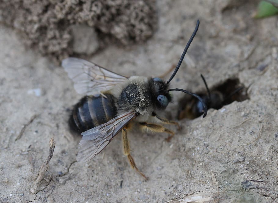 bee, wild, anthill, den, ground, animal themes, animal wildlife HD wallpaper