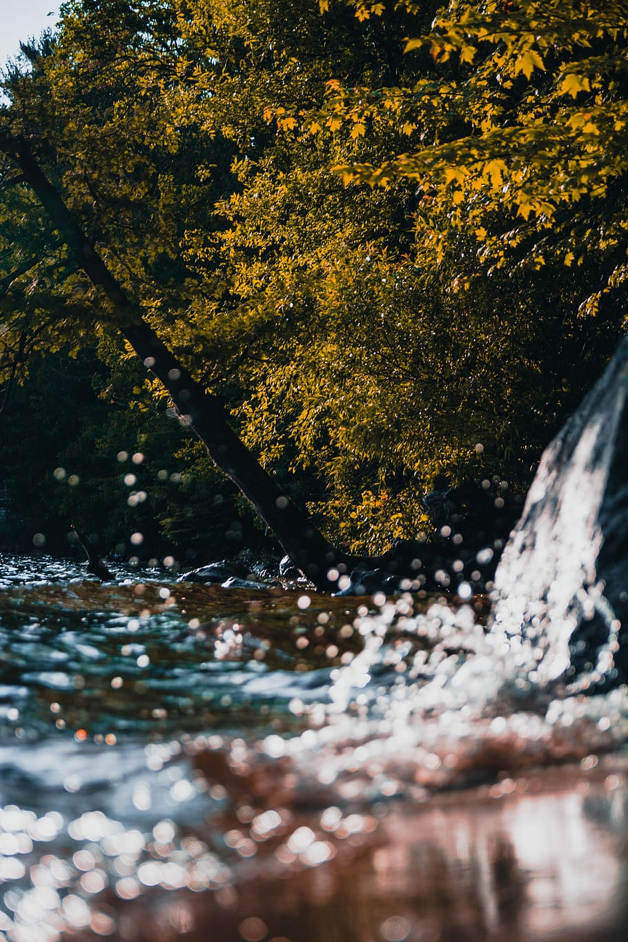 water flowing beside tree, river near trees at daytime, camping HD wallpaper