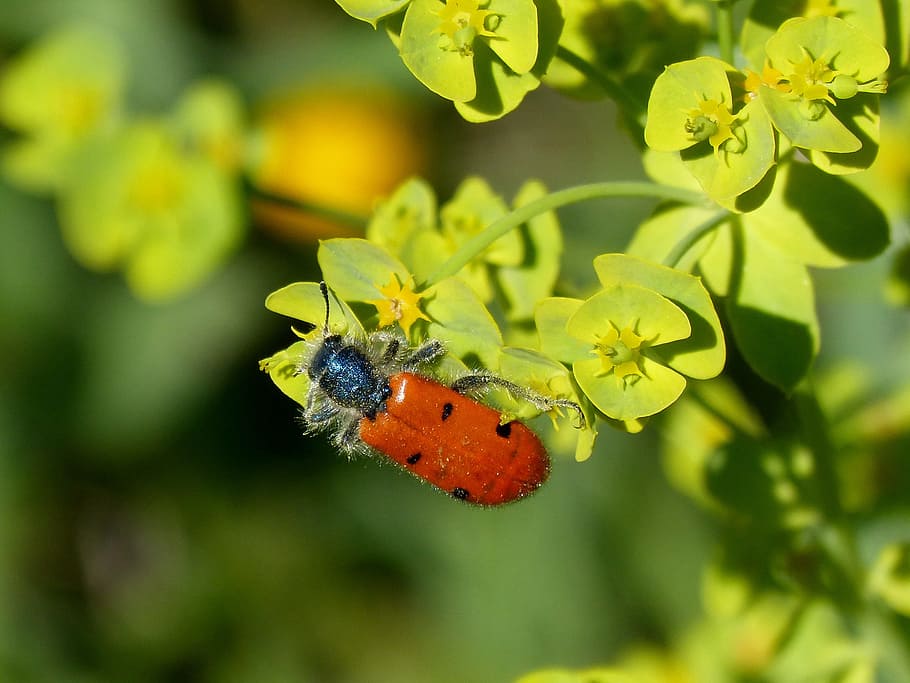 Beetle, False, Ladybird, Detail, beetle meloideo, false ladybird, HD wallpaper