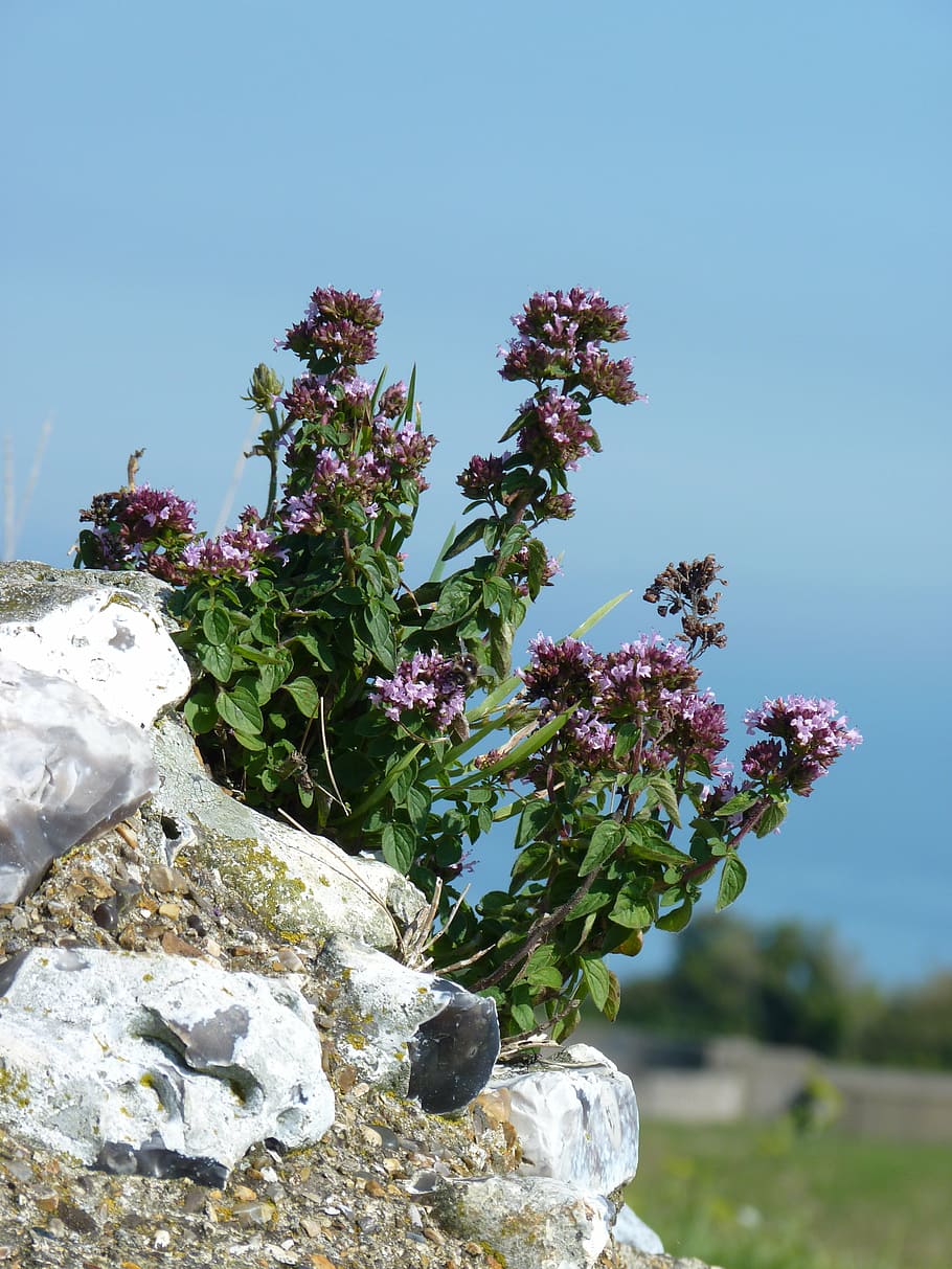 flower, wall, plant, growth, nature, sky, day, flowering plant HD wallpaper