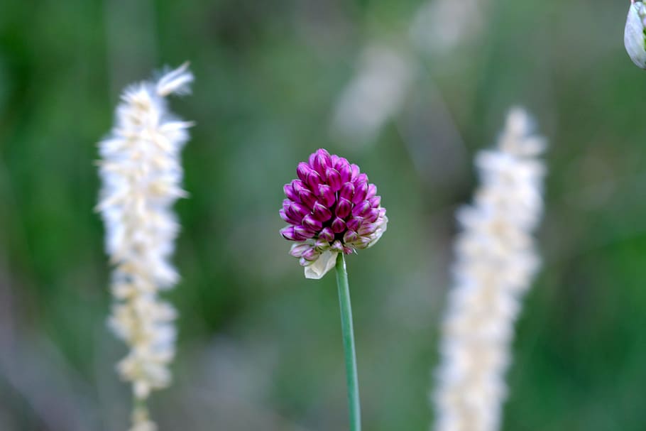 red clover, blossom, bloom, klee, nature, plant, meadow, flower HD wallpaper