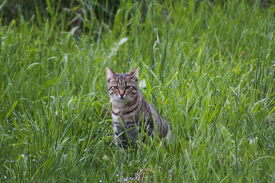 Cat, Meadow, Spring, Sit, domestic Cat, animal, pets, feline HD wallpaper