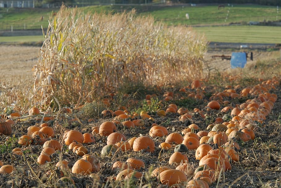 pumpkin patch, pumpkins, growing, agriculture, harvest, fall HD wallpaper