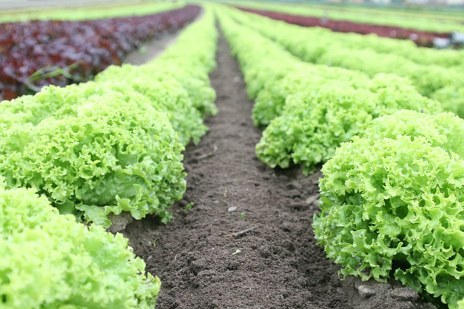 Green Plants Field, farm produce, food, fresh, lettuce, vegetables, HD wallpaper