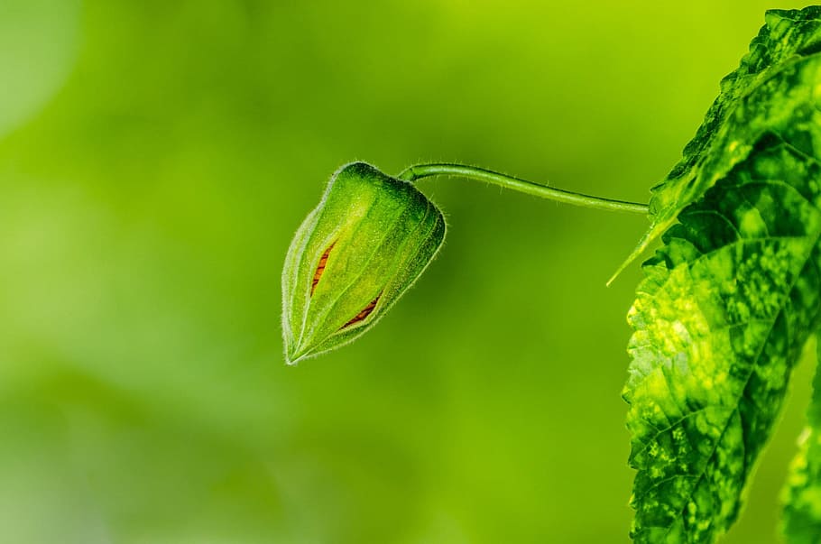 flower, summer, spring, gardening, decoration, blooming, natural HD wallpaper
