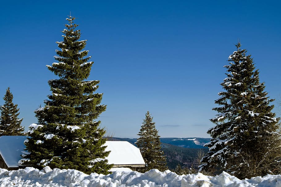 two pine trees cover by snow, black forest, kandel, mountain HD wallpaper